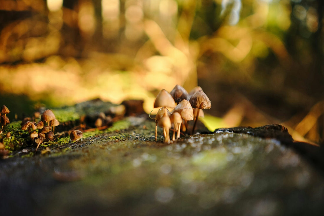 How to Create the Perfect Environment for Mushroom Growth