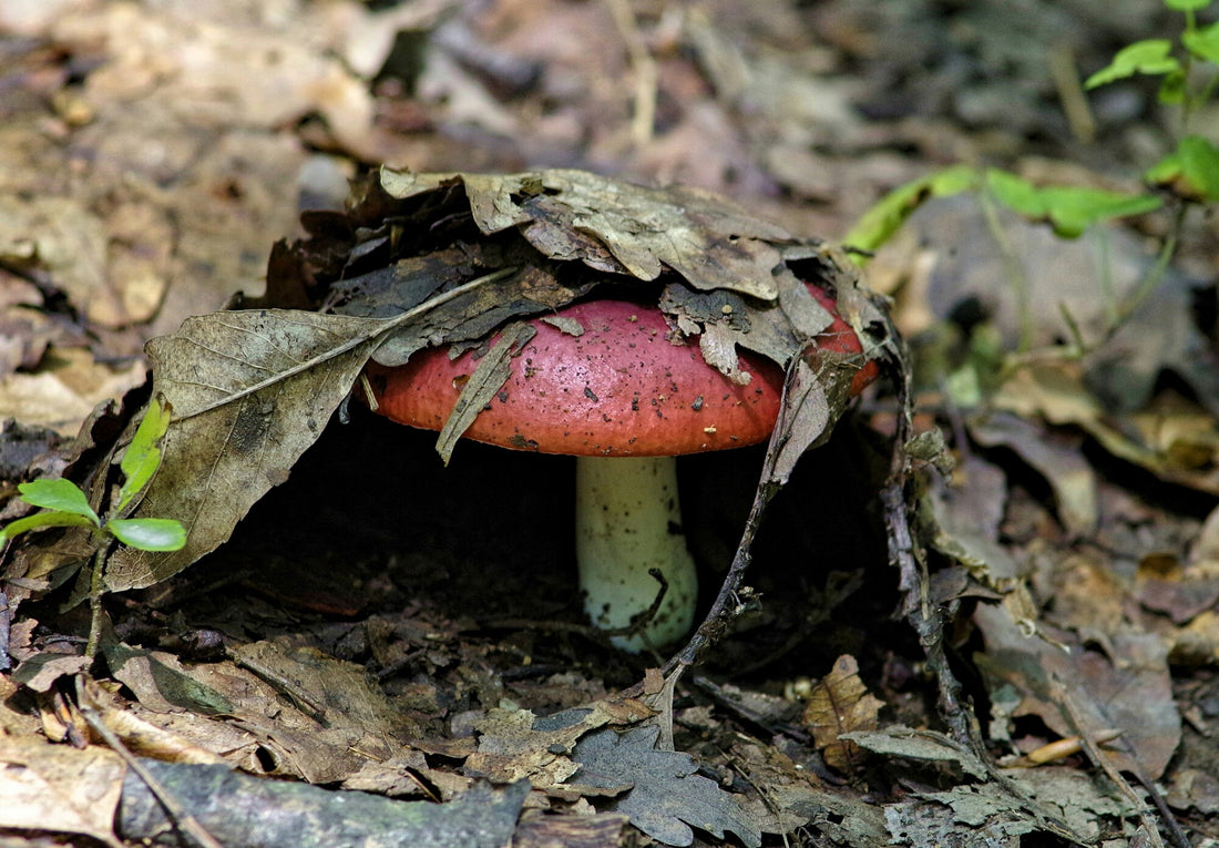 Understanding the Mushroom Life Cycle