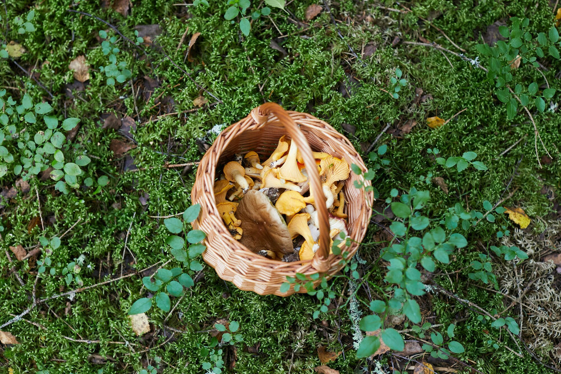 The Future of Mushroom Farming