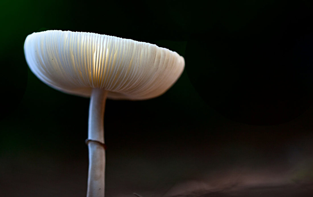 How to Scale Your Mushroom Growing Operation