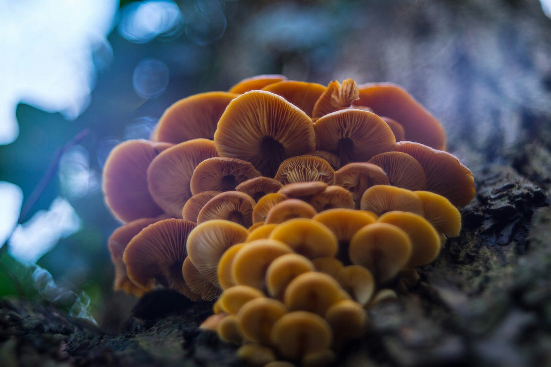 Seasonal Mushroom Growing Tips and Tricks