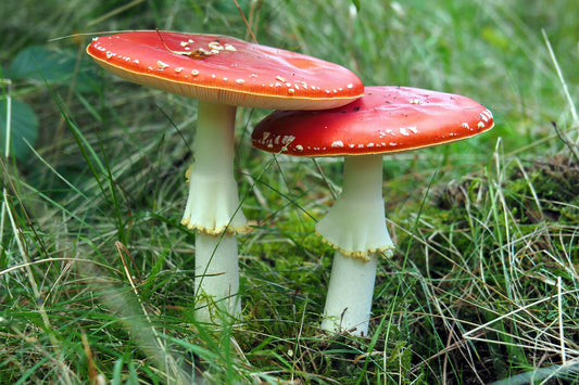 Health Risks Associated with Wild Mushroom Foraging