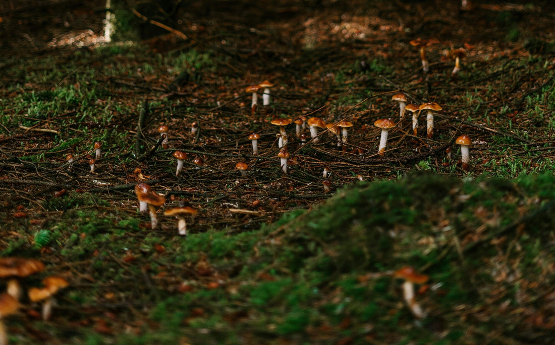 Mushroom Identification Techniques for Foragers