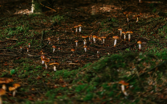 Mushroom Identification Techniques for Foragers