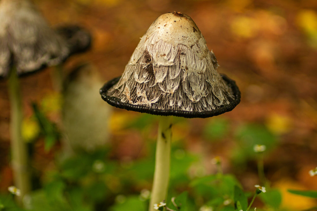 Medicinal Properties of Wild Mushrooms