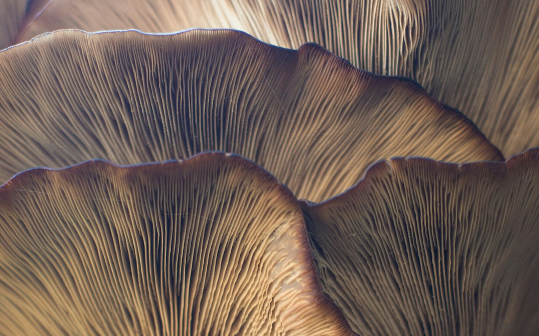Mushroom Conservation and Preservation Efforts