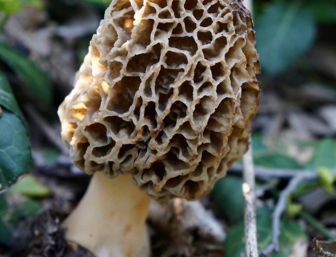 Edible Mushrooms in Urban Environments