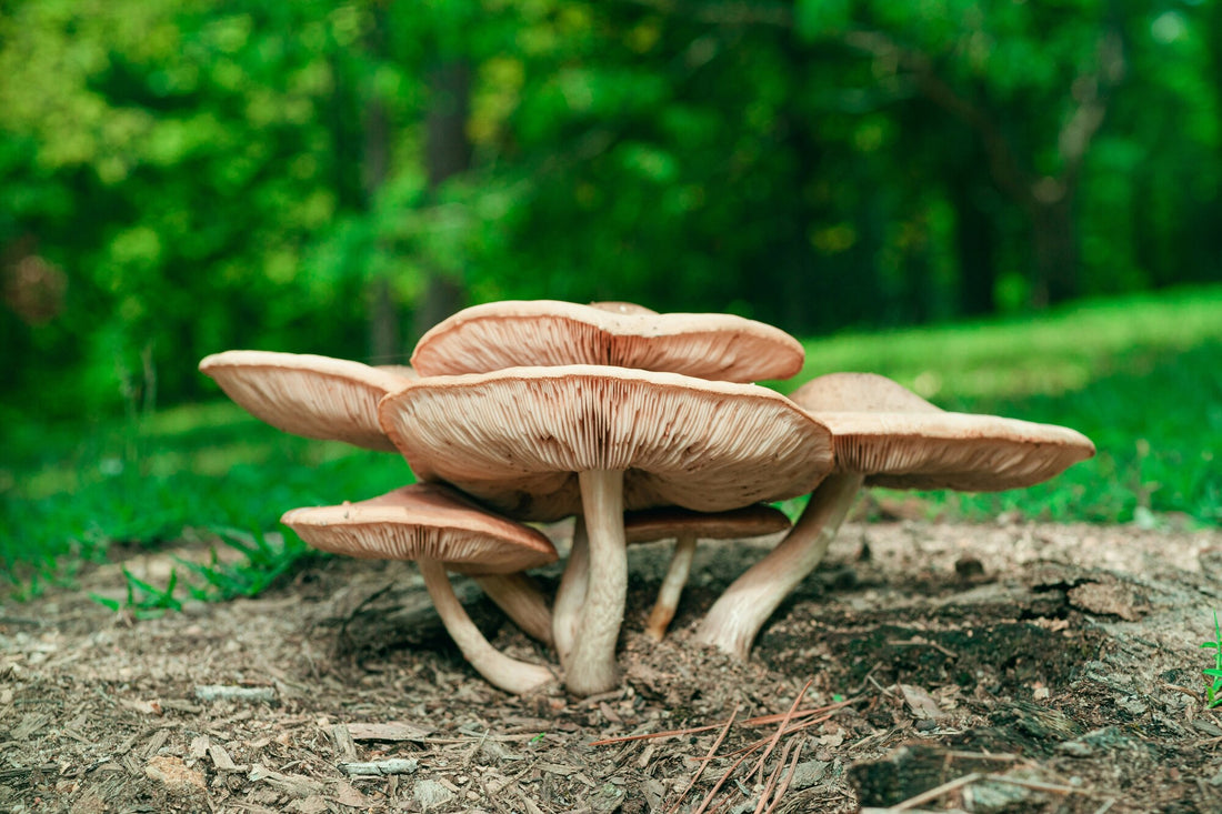 Mushroom-Based Biodegradable Packaging