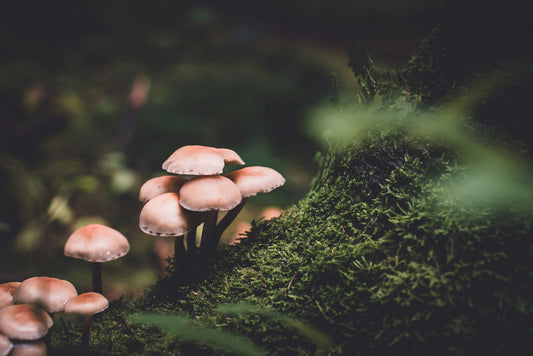 The Potential of Mushrooms in Cancer Research