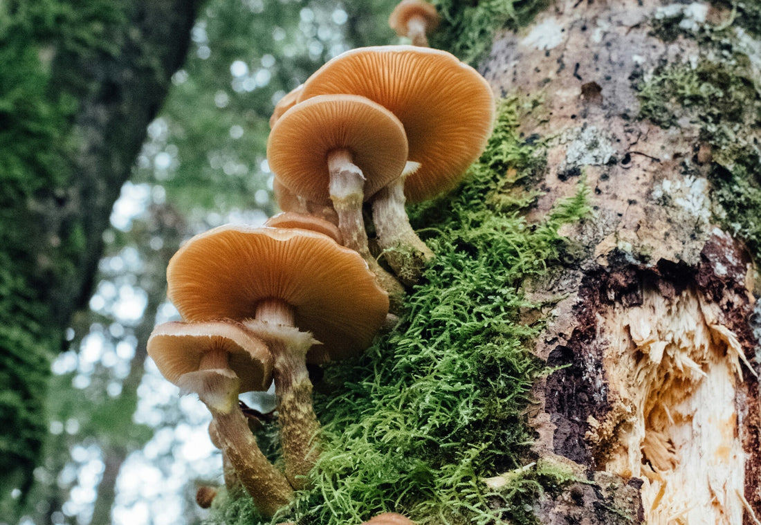 Nutritional Comparison of Different Mushroom Species