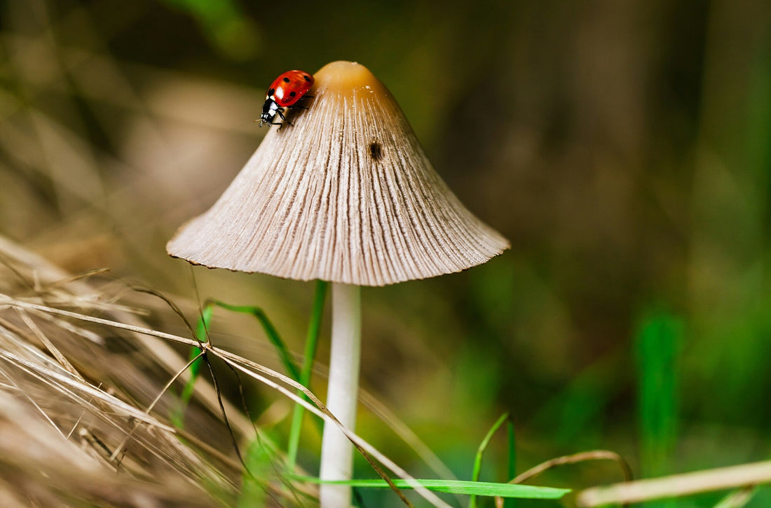 Mushroom Supplements: Types and Benefits