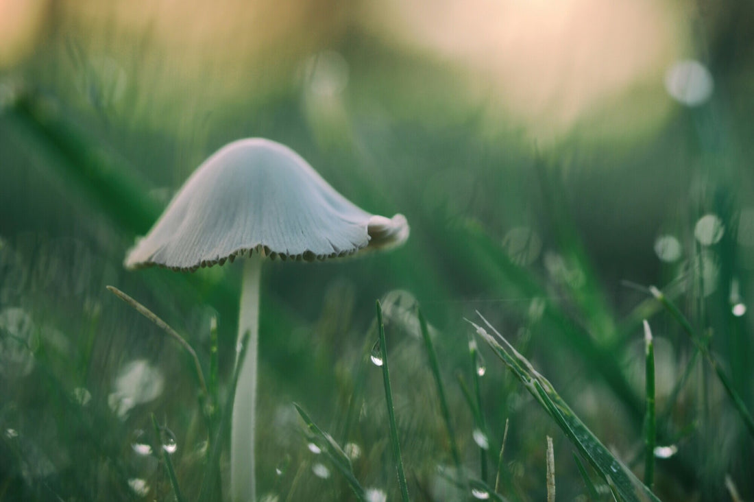 Mushroom-Based Animal Feed Supplements