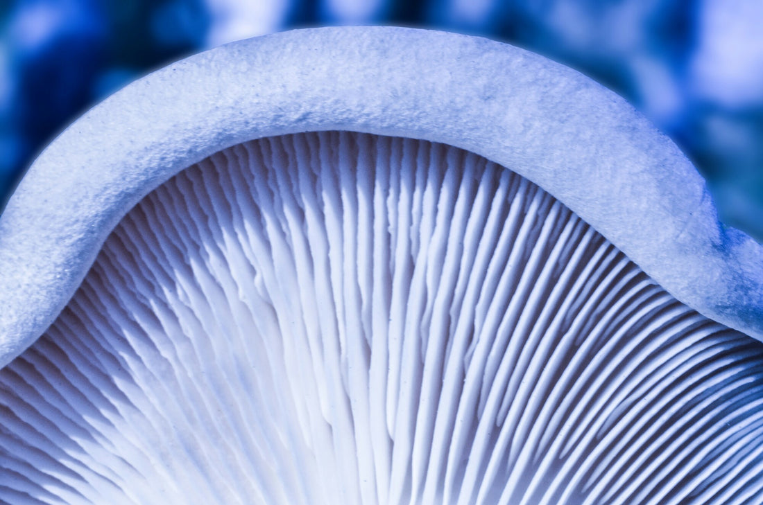 Mushroom Genome Sequencing: Advances and Applications