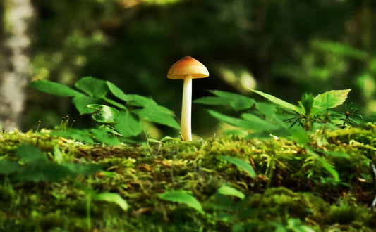 The Potential of Mycoremediation in Cleaning Polluted Environments