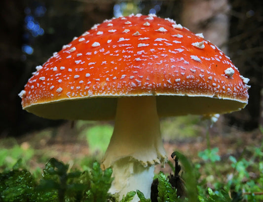 Mushroom Art Installations Around the World