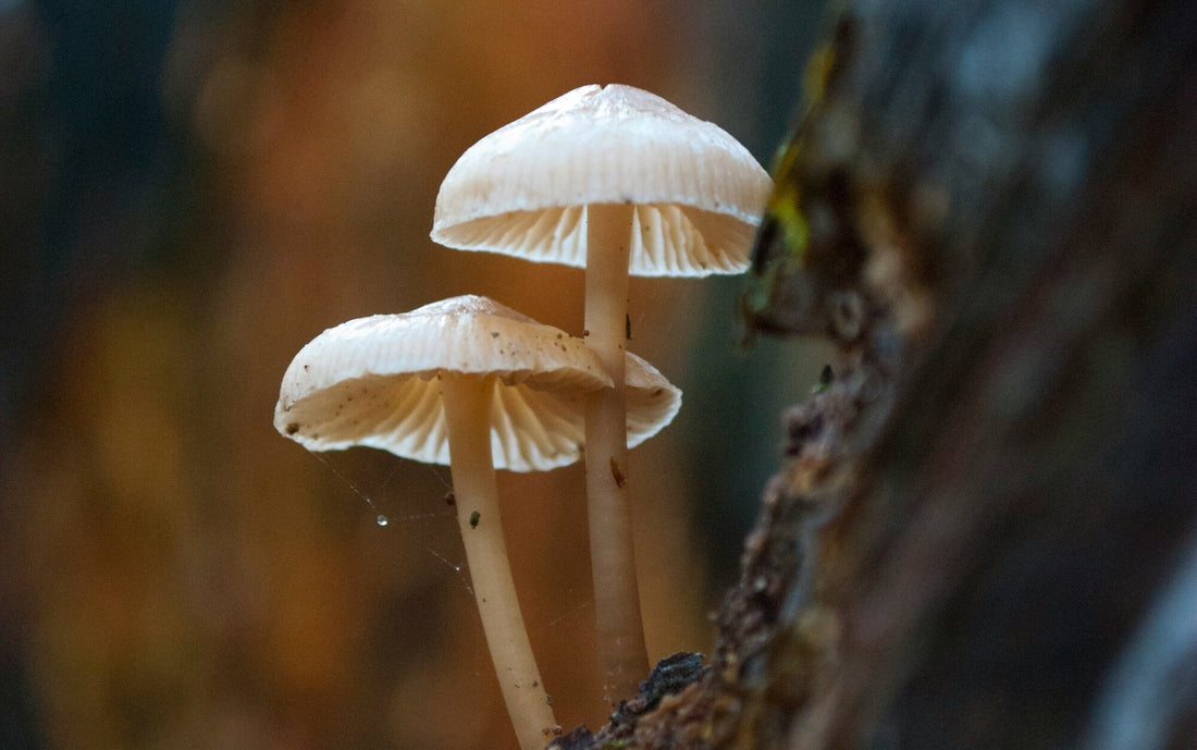Mushroom Hunting and Nature Photography