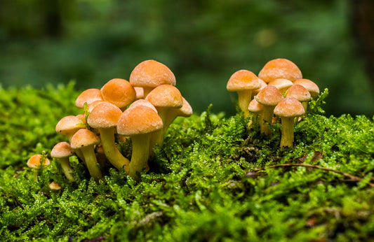 DIY Mushroom Growing Kits for Kids