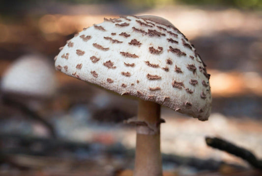 Incorporating Mushrooms into School Curriculum