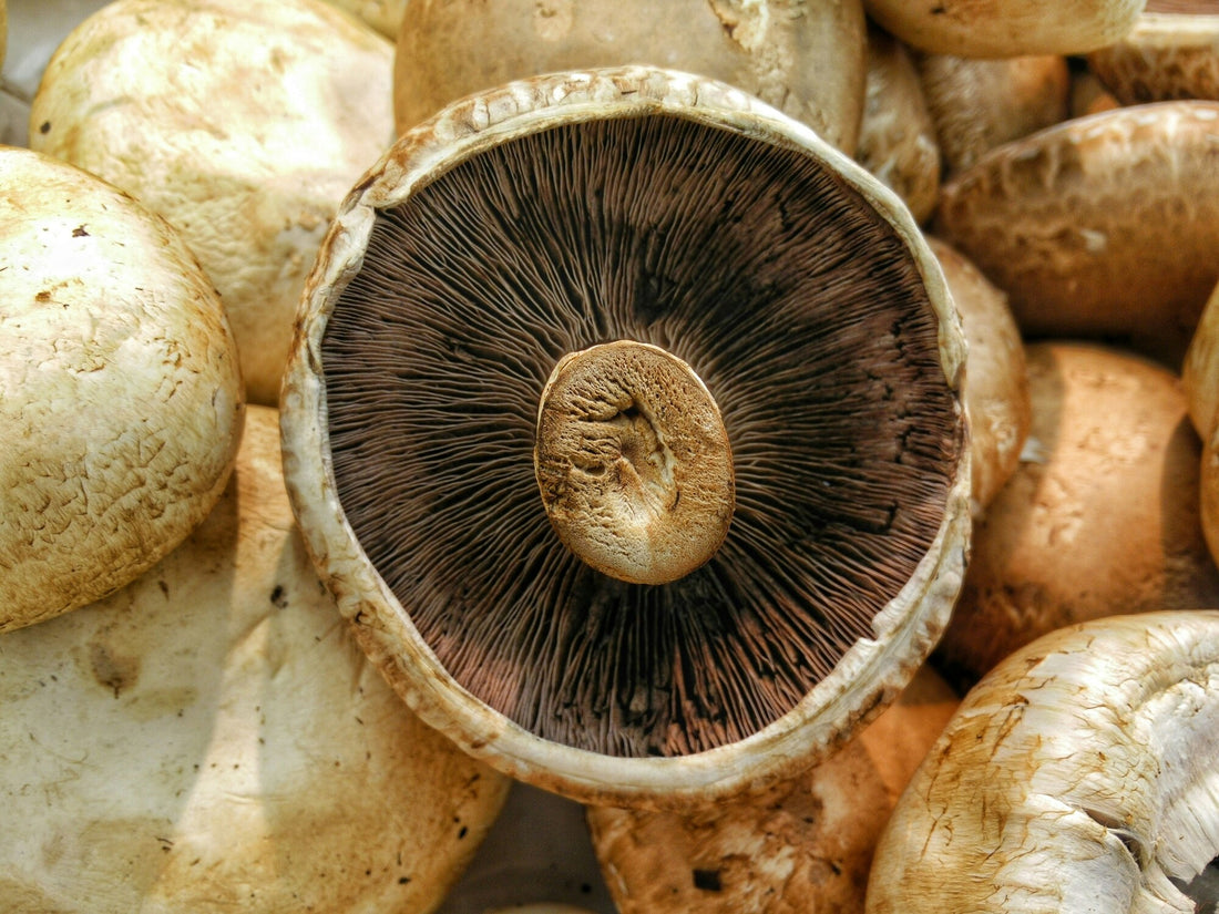 Building Mushroom Greenhouses for Urban Settings