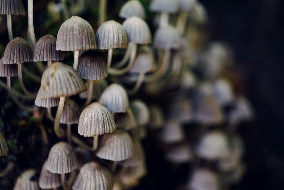 Exploring Indigenous Knowledge of Mushrooms