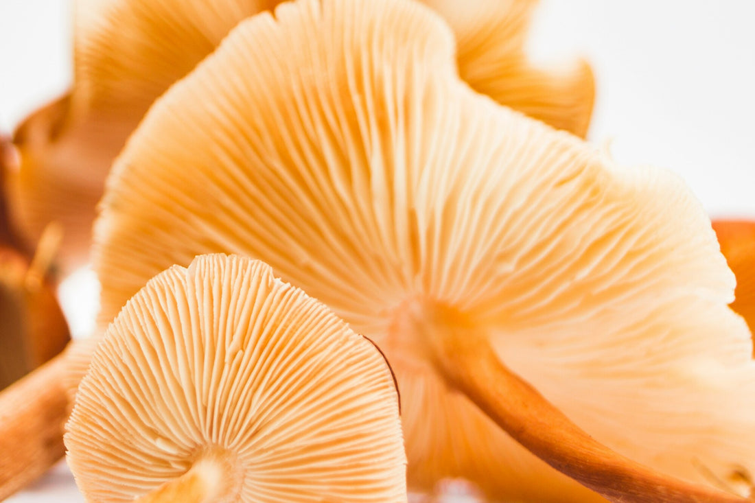 Mushroom Farming: Business Opportunities and Challenges
