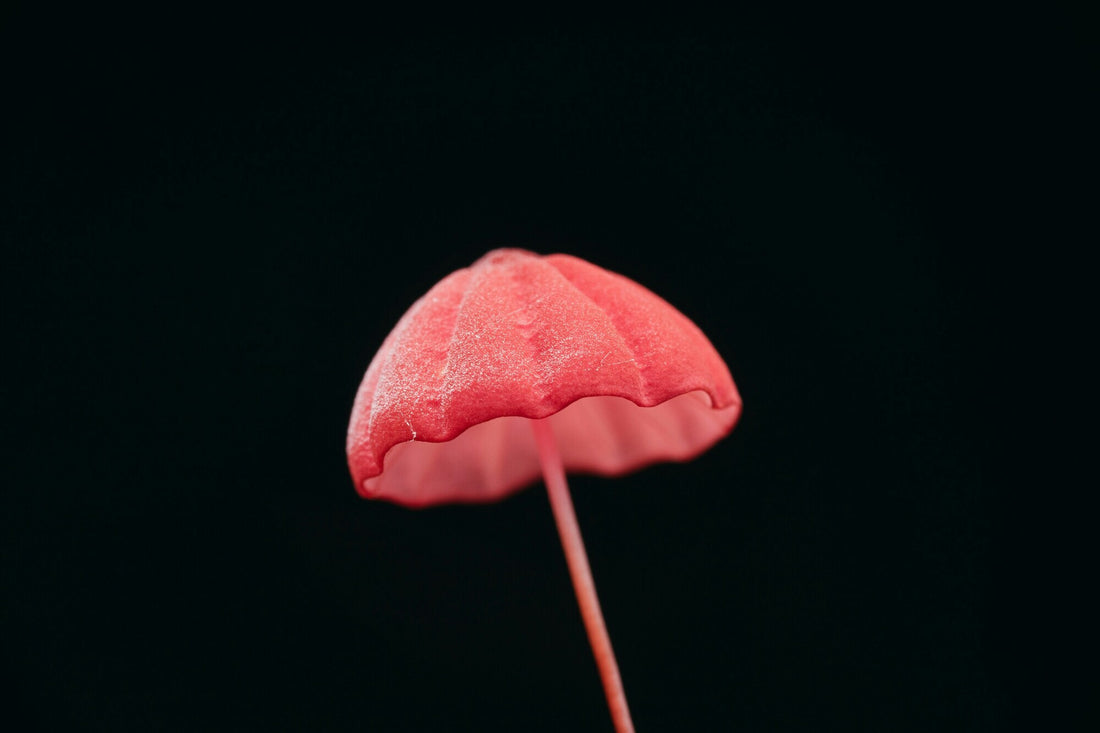 Marketing Organic Mushrooms: Strategies and Tips