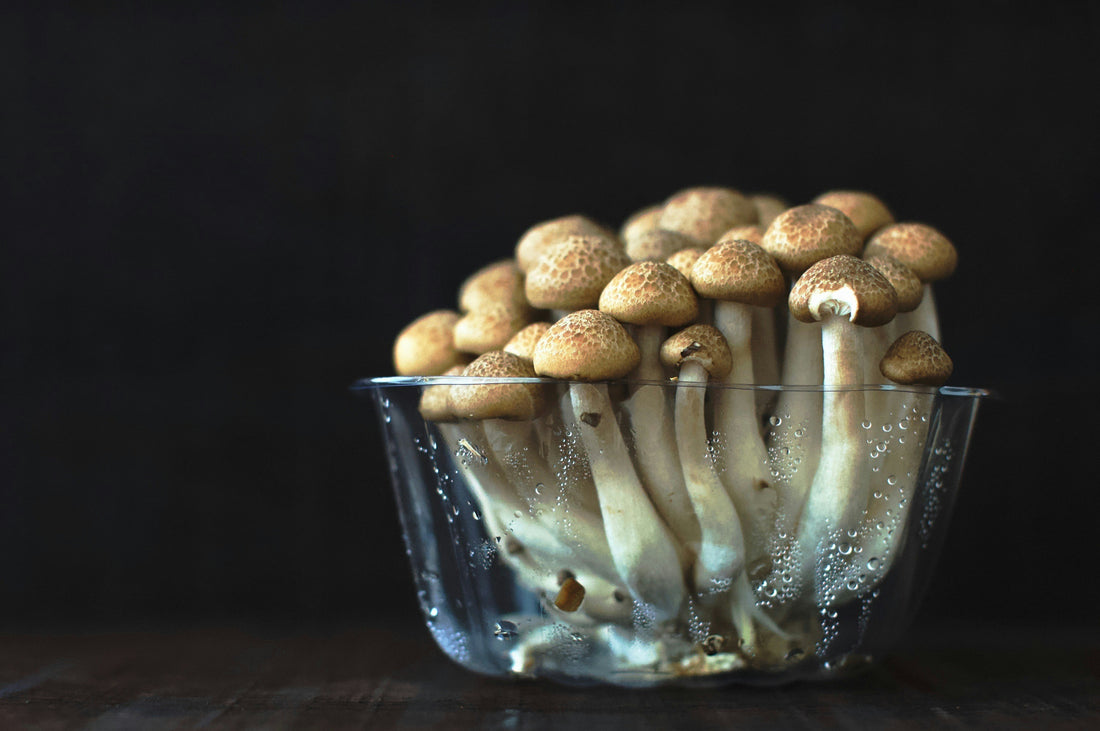 Step-by-Step Mushroom Growing Guide