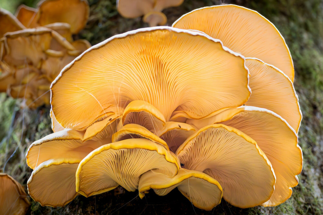 Organic vs. Non-Organic Mushroom Growing
