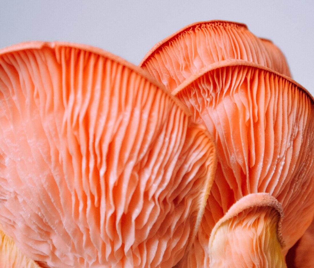 Different Types of Mushrooms You Can Grow at Home