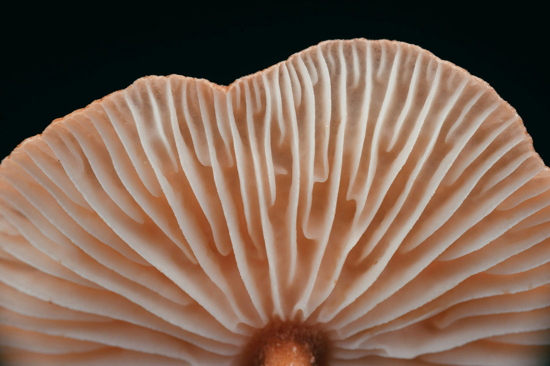 An Introduction to Mushroom Cultivation