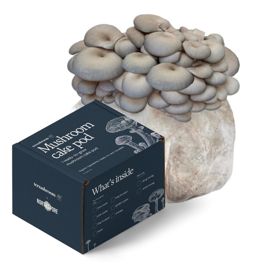 Organic Blue Oyster Mushroom Fruiting Block