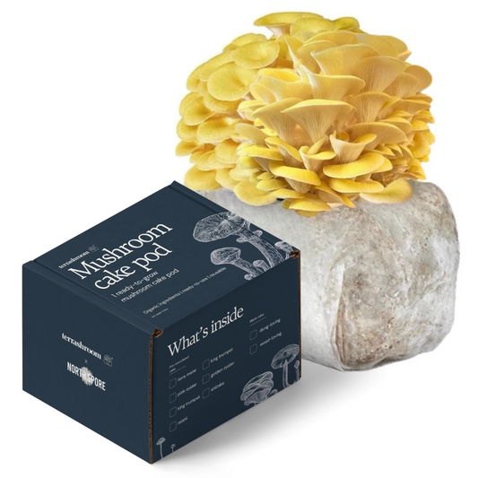 Organic Golden Oyster Mushroom Fruiting Block