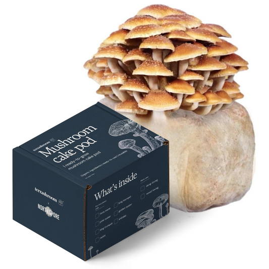 Organic Chestnut Mushroom Fruiting Block