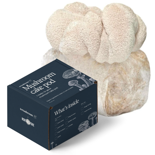 Organic Lion's Mane Mushroom Fruiting Block