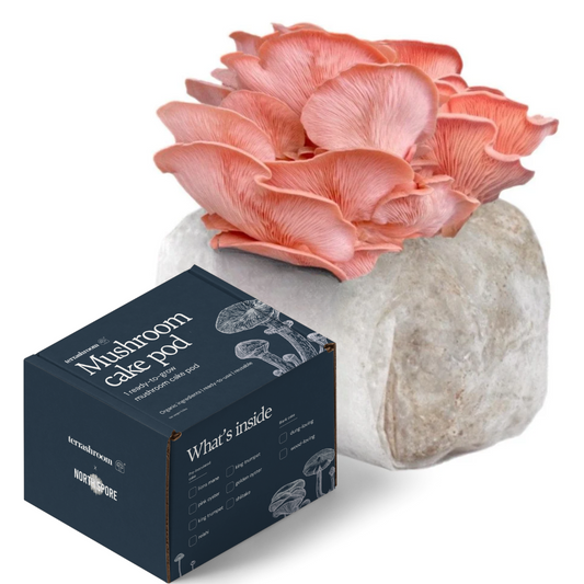 Organic Pink Oyster Mushroom Fruiting Block